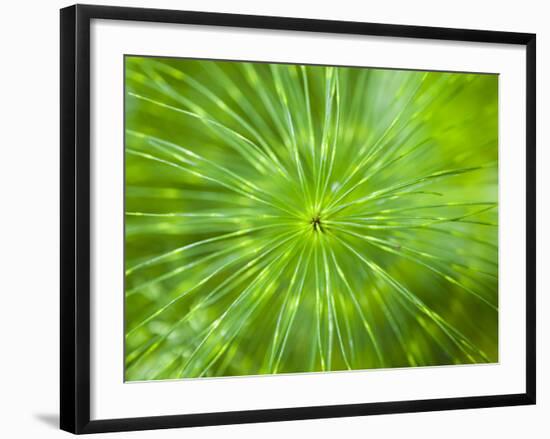 Common Horsetail-Ethan Welty-Framed Photographic Print