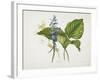 Common Hostas and English Dragon Fly-Robert The Younger Havell-Framed Giclee Print