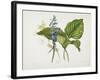 Common Hostas and English Dragon Fly-Robert The Younger Havell-Framed Giclee Print