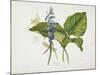 Common Hostas and English Dragon Fly-Robert The Younger Havell-Mounted Giclee Print