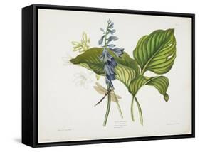 Common Hostas and English Dragon Fly-Robert The Younger Havell-Framed Stretched Canvas