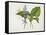 Common Hostas and English Dragon Fly-Robert The Younger Havell-Framed Stretched Canvas