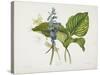 Common Hostas and English Dragon Fly-Robert The Younger Havell-Stretched Canvas