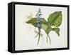 Common Hostas and English Dragon Fly-Robert The Younger Havell-Framed Stretched Canvas