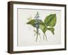 Common Hostas and English Dragon Fly-Robert The Younger Havell-Framed Giclee Print