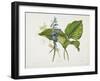 Common Hostas and English Dragon Fly-Robert The Younger Havell-Framed Giclee Print