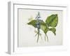 Common Hostas and English Dragon Fly-Robert The Younger Havell-Framed Giclee Print