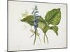 Common Hostas and English Dragon Fly-Robert The Younger Havell-Mounted Giclee Print