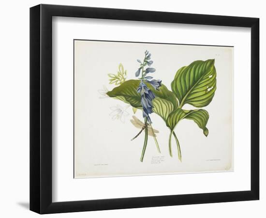 Common Hostas and English Dragon Fly-Robert The Younger Havell-Framed Giclee Print