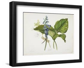 Common Hostas and English Dragon Fly-Robert The Younger Havell-Framed Giclee Print