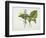 Common Hostas and English Dragon Fly-Robert The Younger Havell-Framed Giclee Print