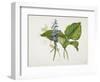 Common Hostas and English Dragon Fly-Robert The Younger Havell-Framed Giclee Print