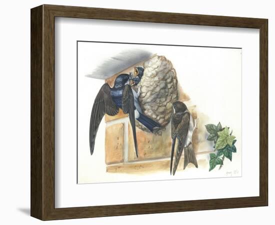 Common House Martin Delichon Urbicum Feeding Young in Nest-null-Framed Giclee Print