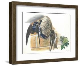 Common House Martin Delichon Urbicum Feeding Young in Nest-null-Framed Giclee Print