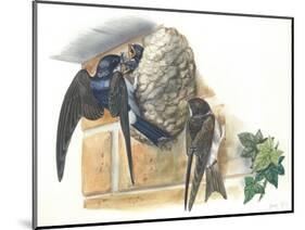 Common House Martin Delichon Urbicum Feeding Young in Nest-null-Mounted Giclee Print