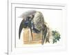 Common House Martin Delichon Urbicum Feeding Young in Nest-null-Framed Giclee Print