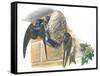 Common House Martin Delichon Urbicum Feeding Young in Nest-null-Framed Stretched Canvas
