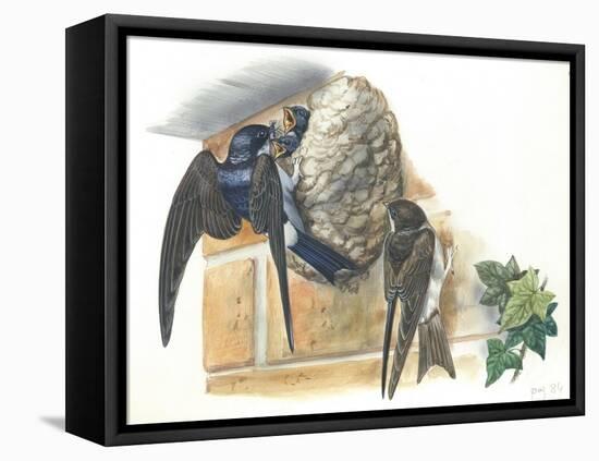 Common House Martin Delichon Urbicum Feeding Young in Nest-null-Framed Stretched Canvas