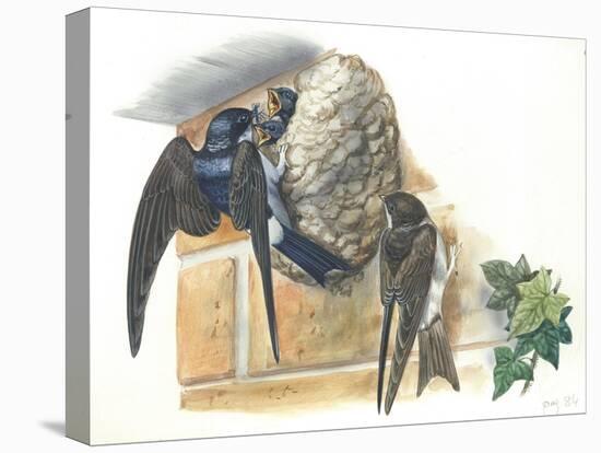 Common House Martin Delichon Urbicum Feeding Young in Nest-null-Stretched Canvas
