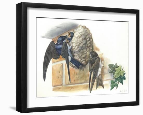 Common House Martin Delichon Urbicum Feeding Young in Nest-null-Framed Giclee Print