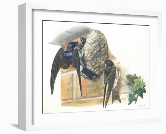 Common House Martin Delichon Urbicum Feeding Young in Nest-null-Framed Giclee Print