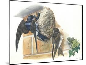 Common House Martin Delichon Urbicum Feeding Young in Nest-null-Mounted Giclee Print