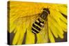 Common Hoverfly on Dandelion Flower-null-Stretched Canvas