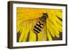 Common Hoverfly on Dandelion Flower-null-Framed Photographic Print