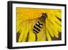Common Hoverfly on Dandelion Flower-null-Framed Photographic Print