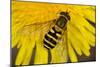 Common Hoverfly on Dandelion Flower-null-Mounted Photographic Print