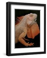 Common Iguana (Iguana Iguana) Albino, Captive, From Central And South America-Michael D. Kern-Framed Photographic Print