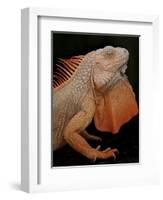 Common Iguana (Iguana Iguana) Albino, Captive, From Central And South America-Michael D. Kern-Framed Photographic Print