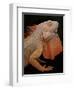 Common Iguana (Iguana Iguana) Albino, Captive, From Central And South America-Michael D. Kern-Framed Photographic Print