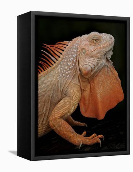 Common Iguana (Iguana Iguana) Albino, Captive, From Central And South America-Michael D. Kern-Framed Stretched Canvas