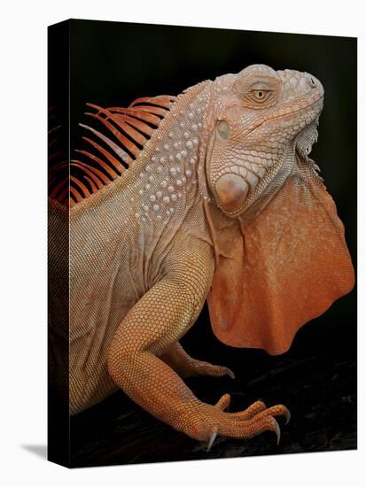 Common Iguana (Iguana Iguana) Albino, Captive, From Central And South America-Michael D. Kern-Stretched Canvas