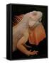 Common Iguana (Iguana Iguana) Albino, Captive, From Central And South America-Michael D. Kern-Framed Stretched Canvas