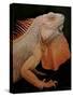 Common Iguana (Iguana Iguana) Albino, Captive, From Central And South America-Michael D. Kern-Stretched Canvas