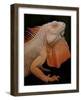 Common Iguana (Iguana Iguana) Albino, Captive, From Central And South America-Michael D. Kern-Framed Photographic Print