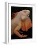 Common Iguana (Iguana Iguana) Albino, Captive, From Central And South America-Michael D. Kern-Framed Photographic Print