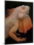 Common Iguana (Iguana Iguana) Albino, Captive, From Central And South America-Michael D. Kern-Mounted Photographic Print