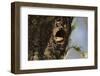 Common Indian monitor lizard (Varanus bengalensis), Bandhavgarh National Park, Madhya Pradesh, Indi-Sergio Pitamitz-Framed Photographic Print