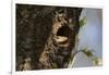 Common Indian monitor lizard (Varanus bengalensis), Bandhavgarh National Park, Madhya Pradesh, Indi-Sergio Pitamitz-Framed Photographic Print
