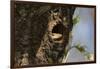 Common Indian monitor lizard (Varanus bengalensis), Bandhavgarh National Park, Madhya Pradesh, Indi-Sergio Pitamitz-Framed Photographic Print