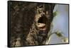 Common Indian monitor lizard (Varanus bengalensis), Bandhavgarh National Park, Madhya Pradesh, Indi-Sergio Pitamitz-Framed Stretched Canvas