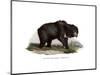 Common Indian Sloth Bear, 1860-null-Mounted Giclee Print