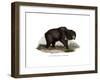 Common Indian Sloth Bear, 1860-null-Framed Giclee Print