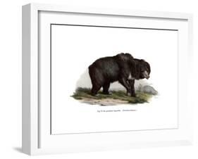 Common Indian Sloth Bear, 1860-null-Framed Giclee Print