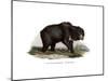 Common Indian Sloth Bear, 1860-null-Mounted Giclee Print