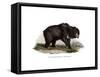 Common Indian Sloth Bear, 1860-null-Framed Stretched Canvas