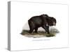 Common Indian Sloth Bear, 1860-null-Stretched Canvas